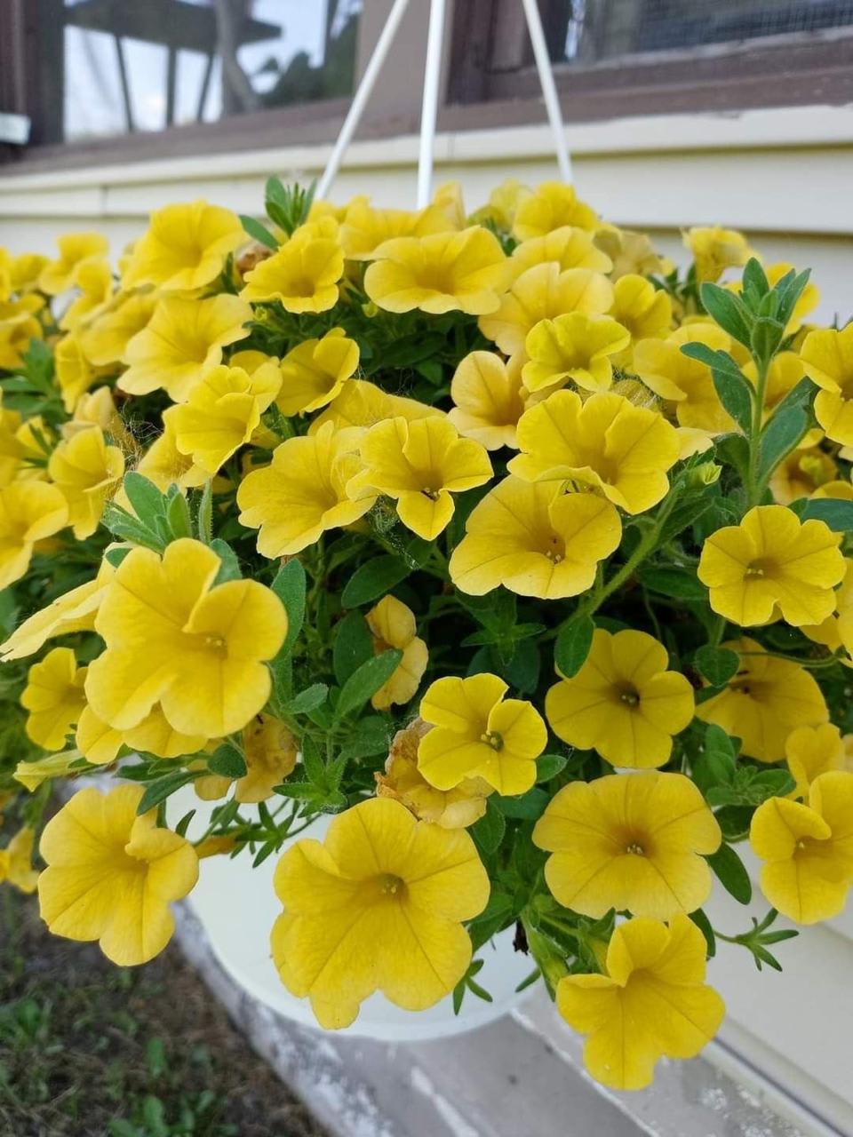 Yellow Petunia Flower Plant ( Pack Of-1 )