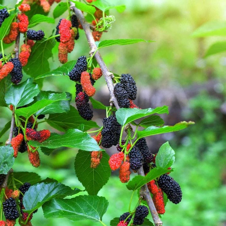 Hybrid Mulberry Grafting Fruit Plant (Pack Of-1)