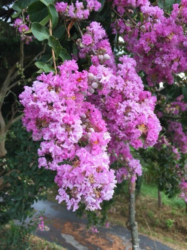 Hybrid Pink Furush Flower Plant (Pack Of-1 )