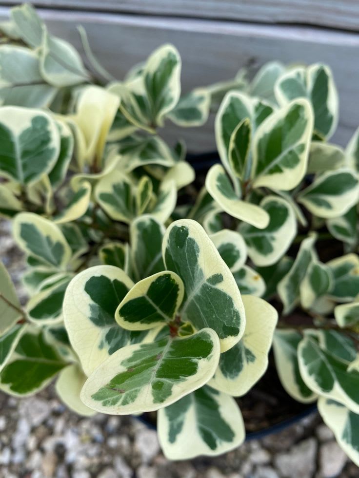 Hybrid Variegated Fig Fruit Plant (Pack Of-1 )