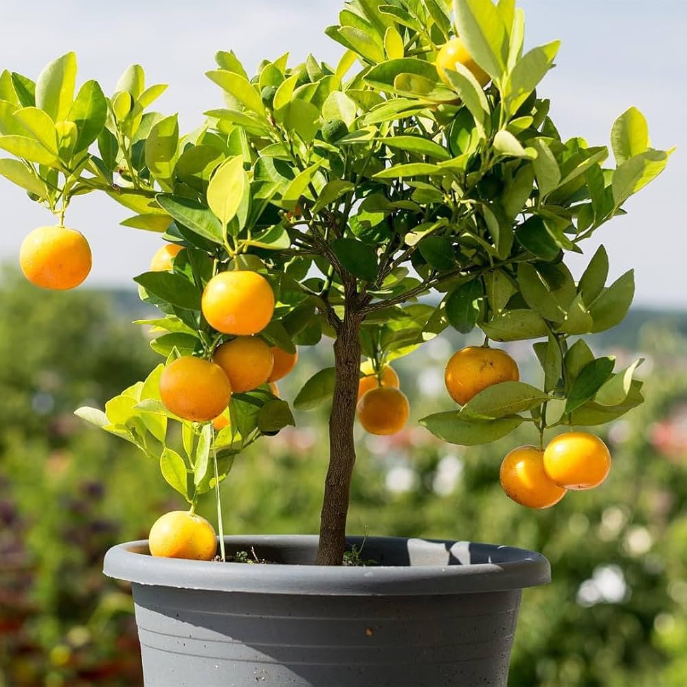Hybrid Vietnam All Time Malta Grafting Plant (Pack Of-1)