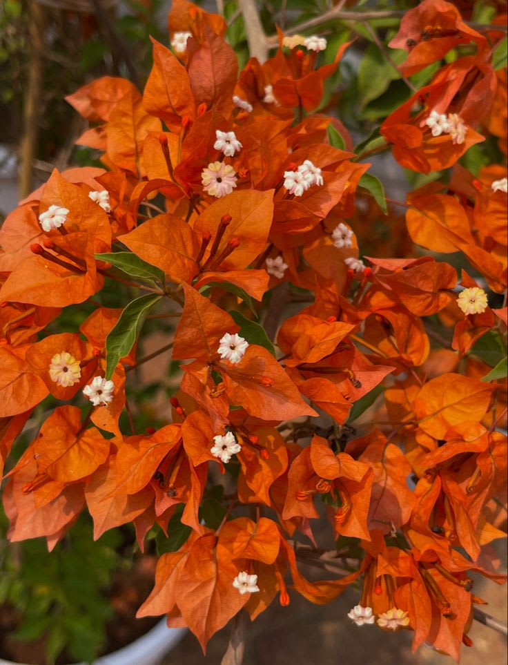 Hybrid Bougainvillea Orange Flower Plant (Pack Of-1 )