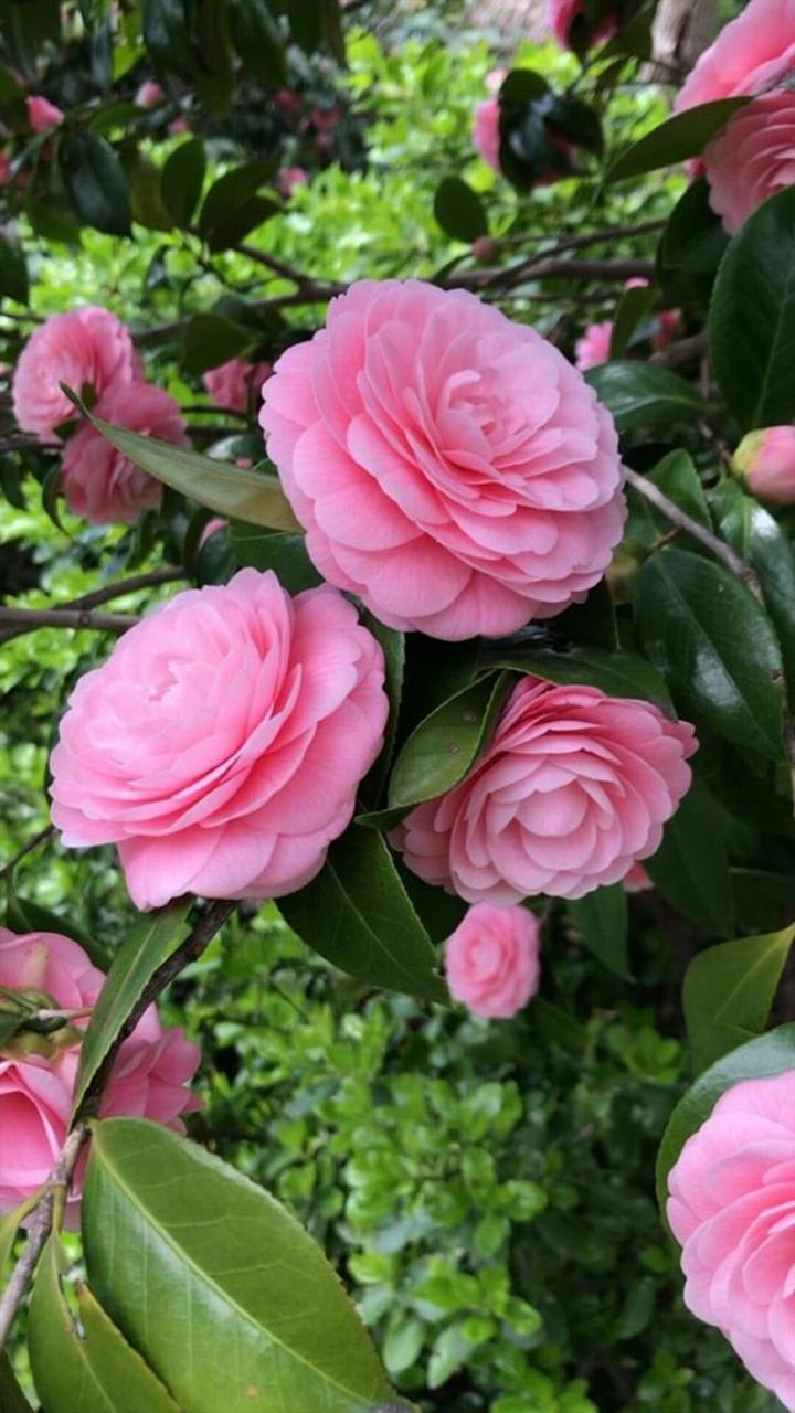 Hybrid Pink Camellia Flower Plant (Pack Of-1)