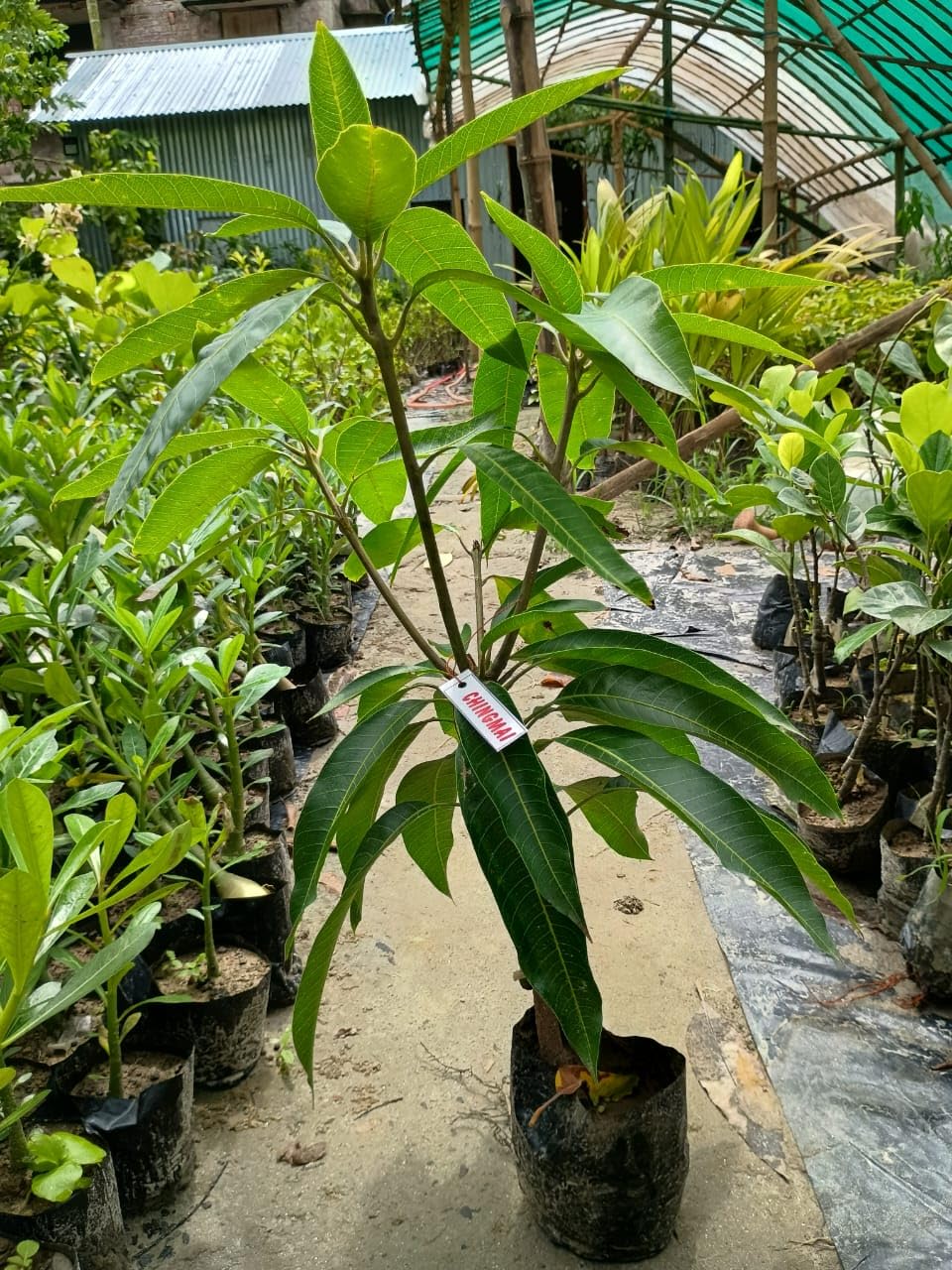 Apple Mango 🥭🥭🥭 Fruit Plant (Hybrid & Grafting) Pack Of-1