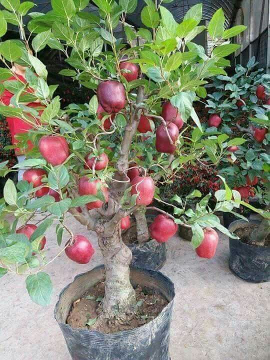 APPLE FRUIT PLANT HRMN-99 HIBRID (Pack Of 1)