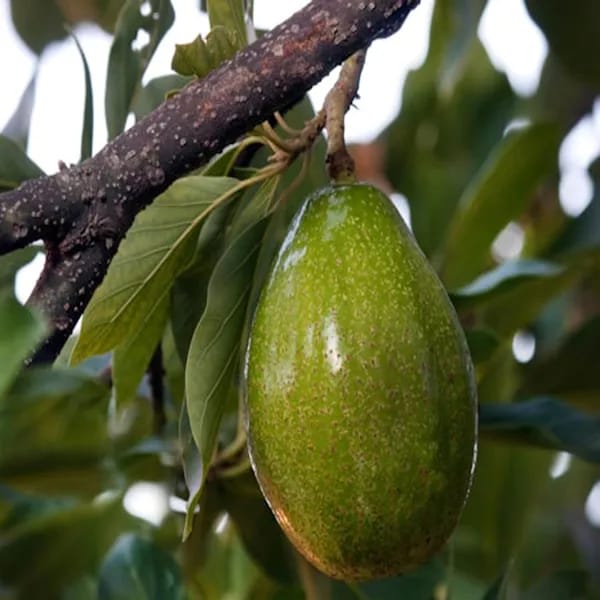 Hybrid Avocado π₯π₯π₯ Grafting Plant (Pack Of-1)