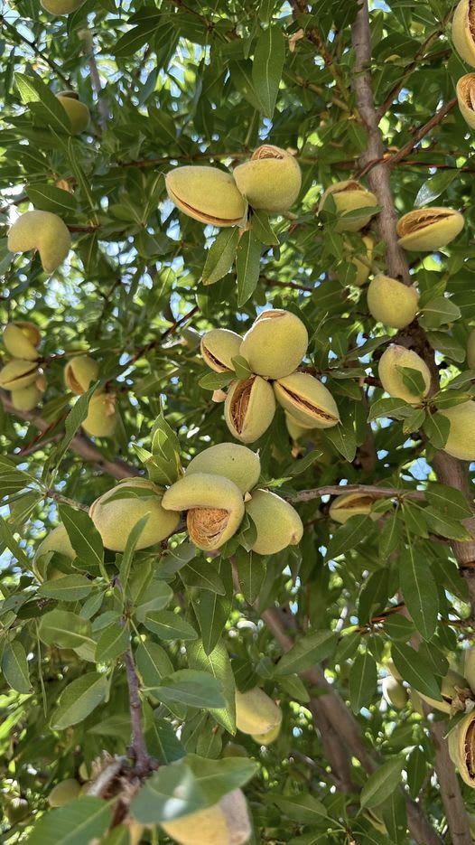 Almond Fruit Hybrid Plant (Pack Of 1 )
