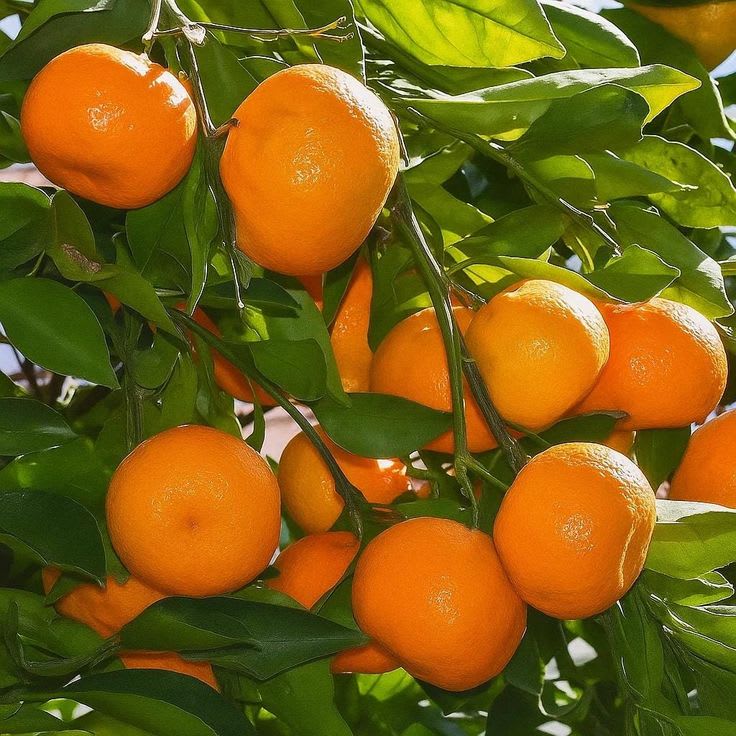 Amber Glow Orange Plant (Pack Of 1)