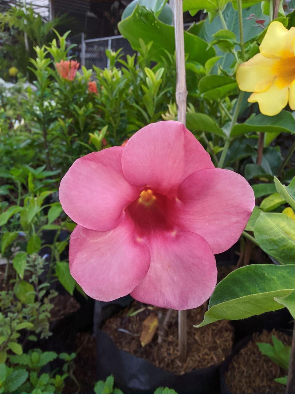 Hybrid Pink Allamanda Flower Plant (Pack Of-1 )