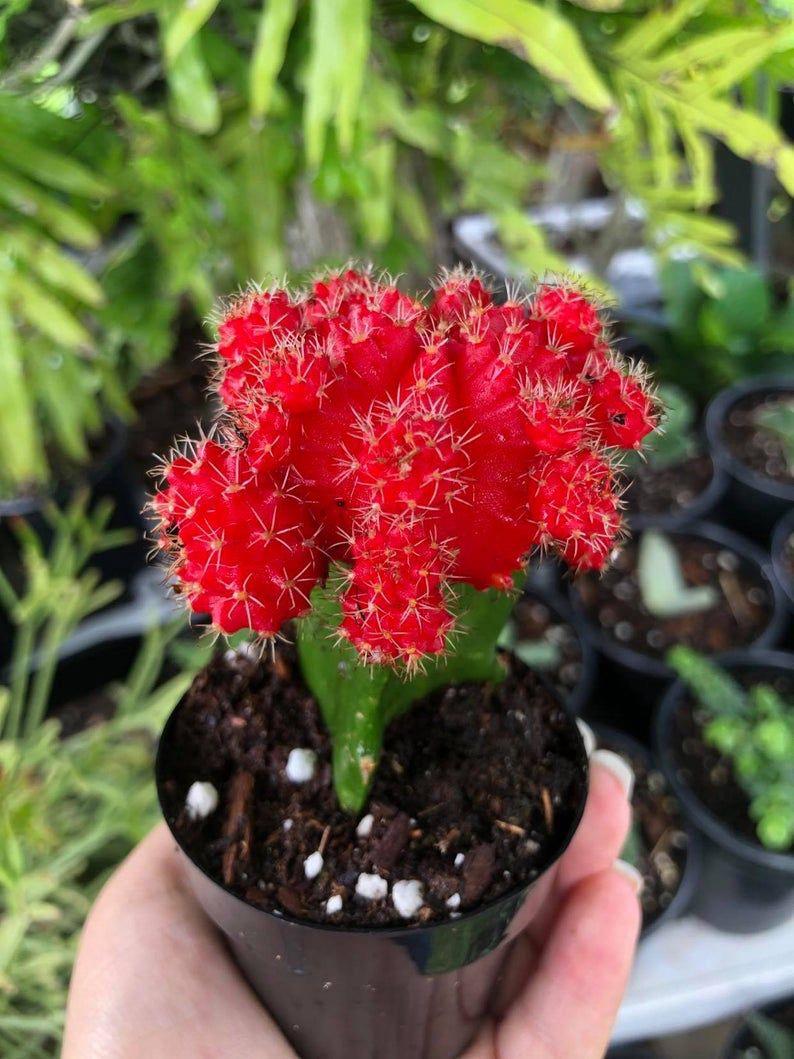 Hybrid Red Moon Cactus Plant (Pack Of-1 )