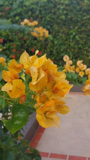 Hybrid Chili Yellow Bougainvillea Plant (Pack Of 1)