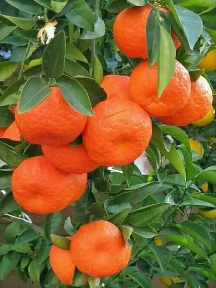 Sweet Orange πππ Fruit Plant (Hybrid & Grafting) Pack Of-1