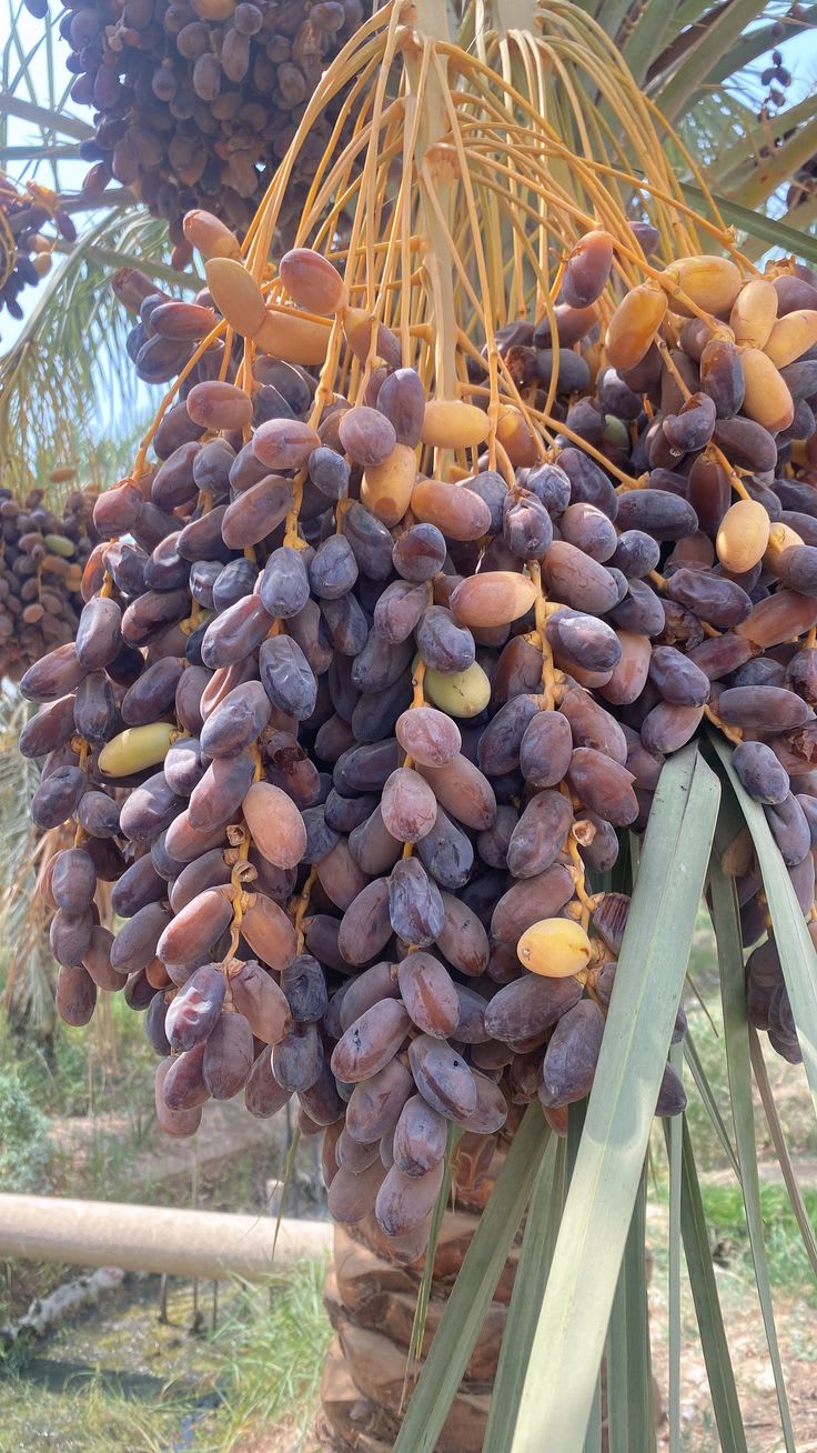 Dwarf-Arabian-Date-Plant (Pack Of 1)