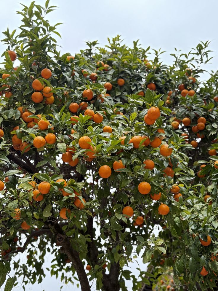 Egyptian Valencia orange plant (Pack Of 1)