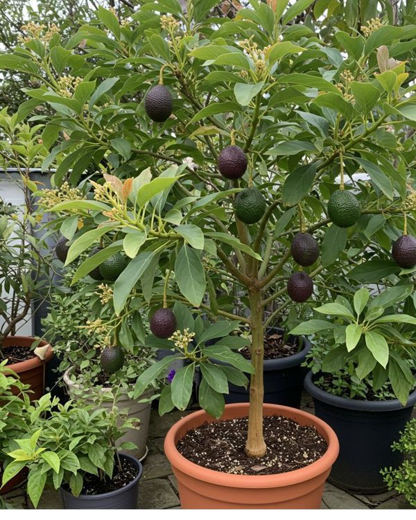 Emerald Delight Avocado Plant (Pack Of 1)