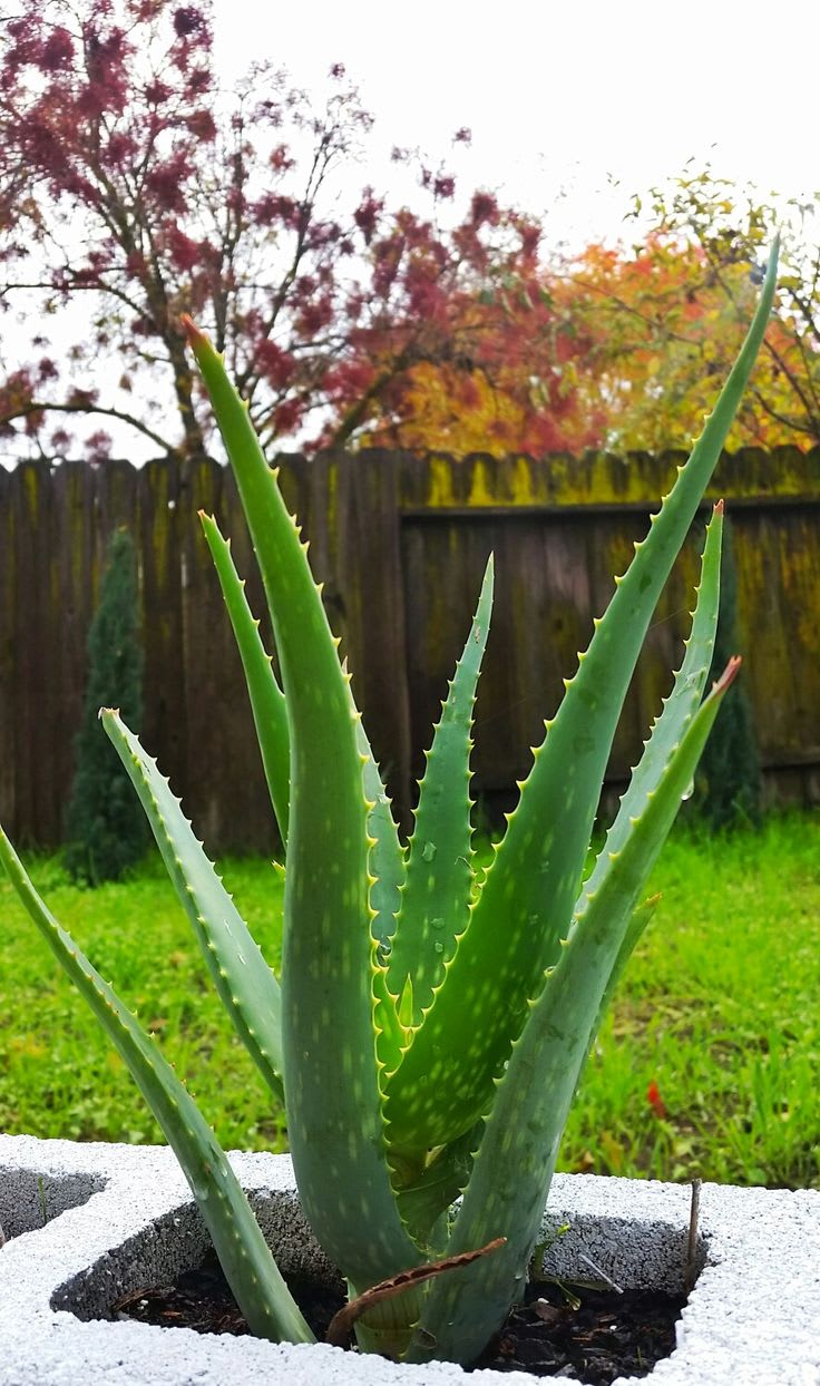Hybrid Mystic Jade Aloevera Plant (Pack Of 1)