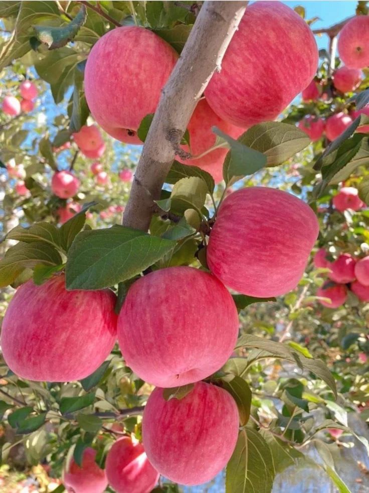 HRMN-99 Seedling Hybrid Apple Plant πππ (Pack Of 1)