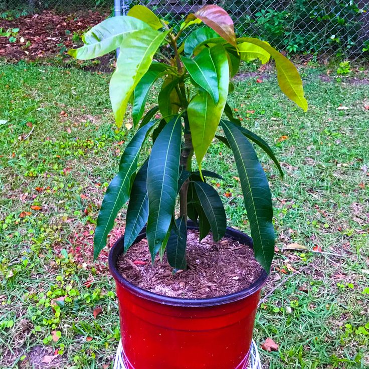 Hibrid Thai King Of Chakapat Mango Aam Grafted Fruit Live Plant (1.5-3 Feet Height) Pack Of 1