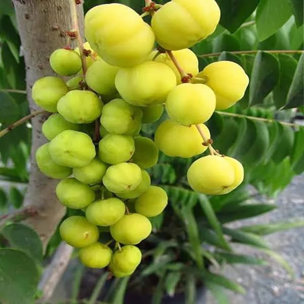 Hybrid Gooseberry Fruit Plant (1.5-3 Feet Height Pack Of 1)