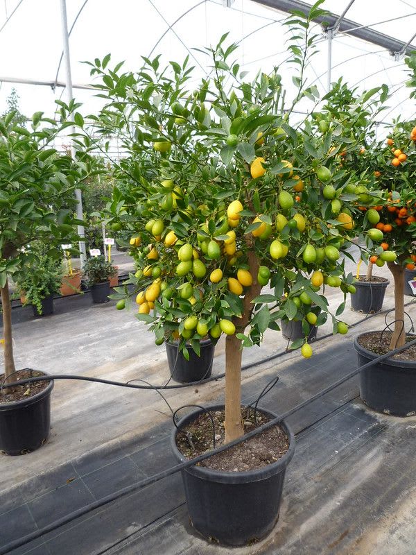 Hybrid Kolkata Lemon π Plant (Pack Of 1)