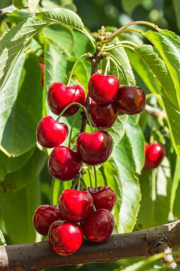 Hybrid Lapins Sweet Cherry πππ (Pack Of 1)