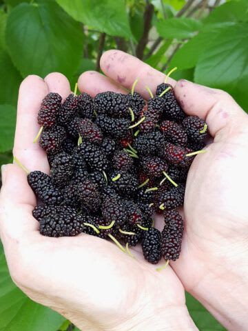 Hybrid Long Mulberry Fruit Plant (Pack Of 1)
