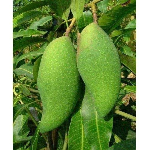 Hybrid Mallika Mango Grafting Live Plant (1.5-3 Feet Height Pack Of 1)