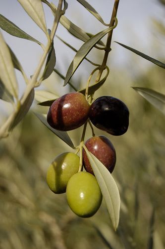 Hybrid Pizza Olive Fruit Plant (Pack Of 1)