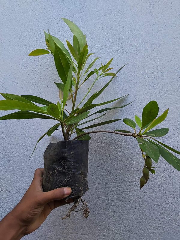 Hybrid Rudrakhas plant (Pack Of 1)