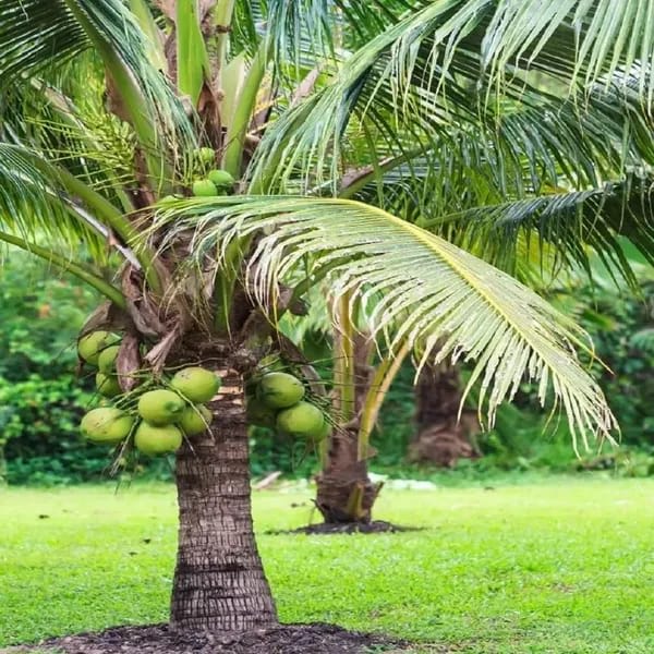 Hybrid Vietnam Coconut Plant (1.5-3 Feet Height Pack Of 1)