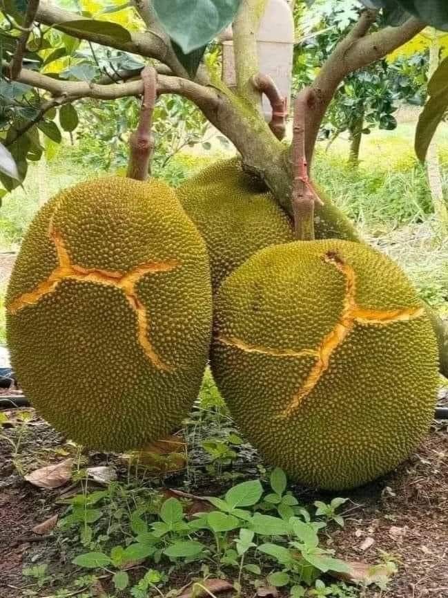Jack fruit- Grafting plant (Pack Of 1)