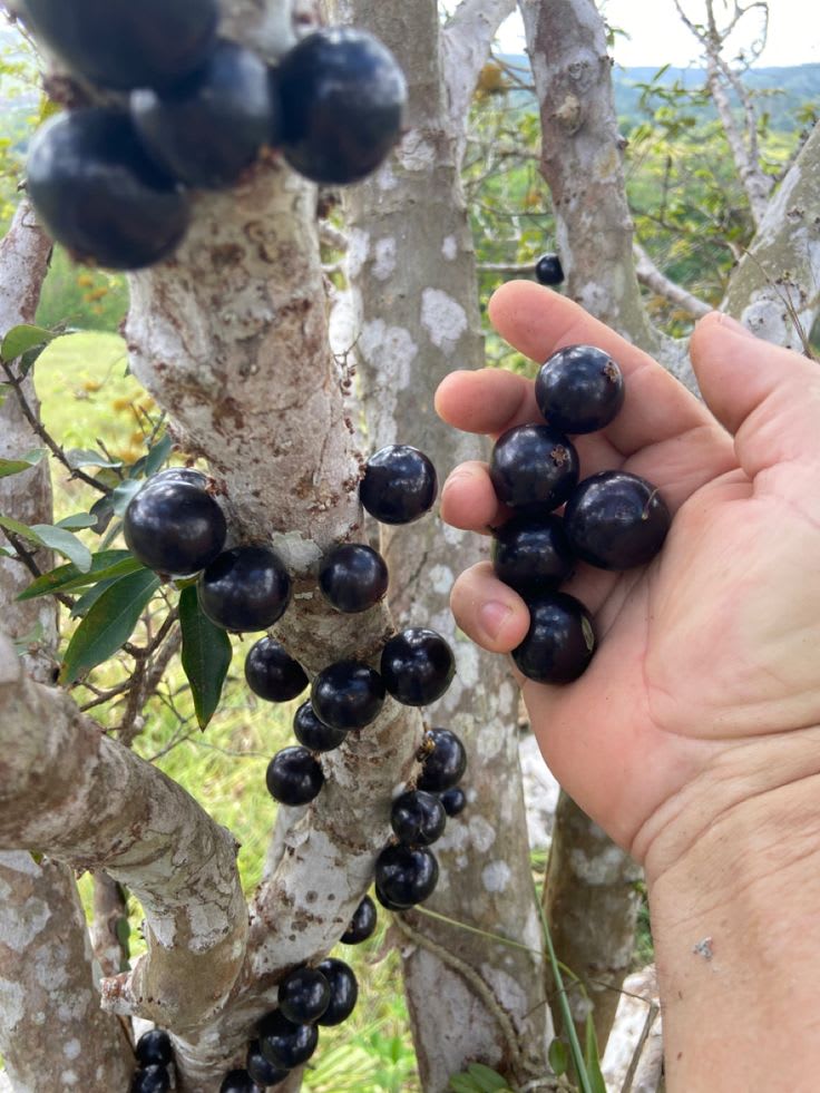 Joboticaba Hybrid Fruit Plant (Pack OF 1)