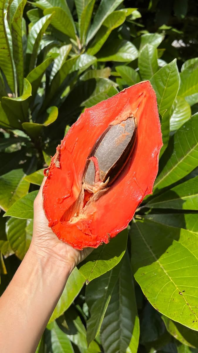 Hybrid Mamey Sapote Grafting Fruit Plant (Pack Of-1 )