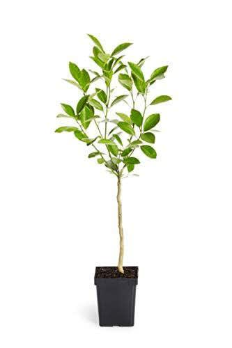 Hybrid Sleet Orange Grafting Plant πππ(Pack Of 1)