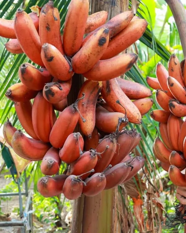 Hybrid Red G9-Banana πππ Plant (Pack Of 1)