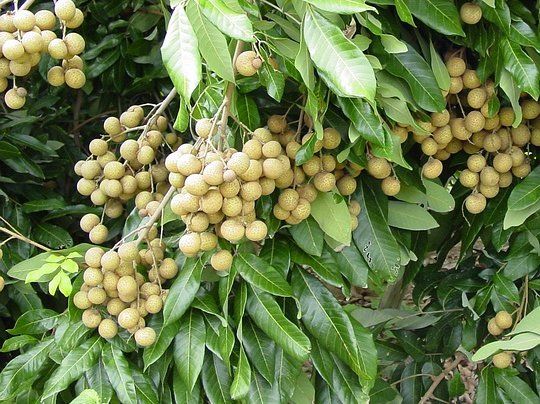 Longon Hybrid Grafting Fruit Plant (Pack Of 1)