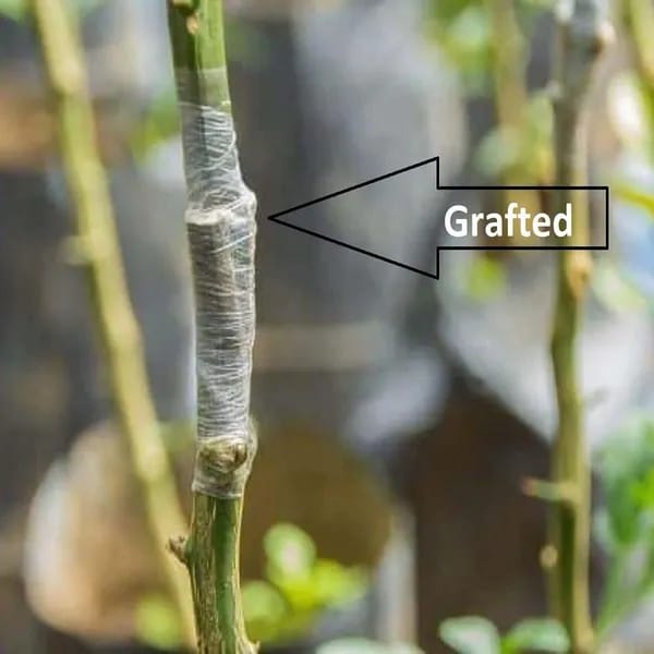 Hybrid Dekopon Orange Grafting Fruit Plant (Pack of-1)