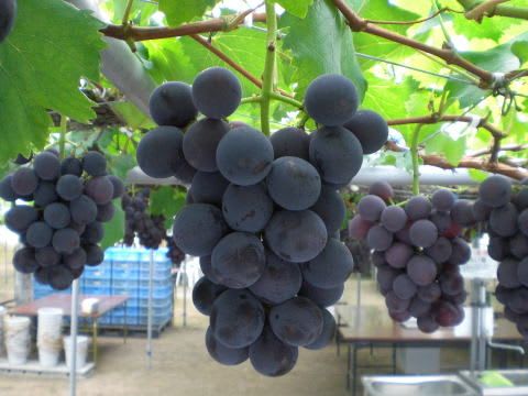 Midnight Jewel Black Grapes Plant (Pack Of 1)