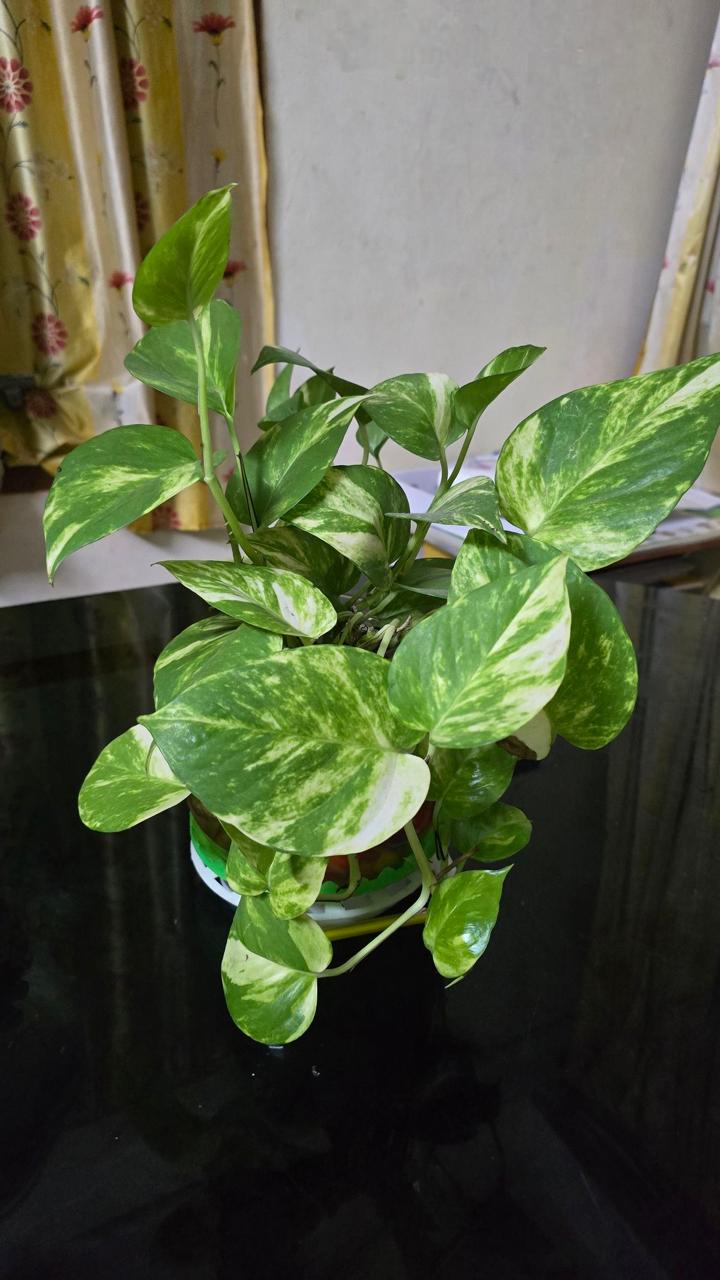 Hybrid Variegated Money Plant (Pack Of-1 )