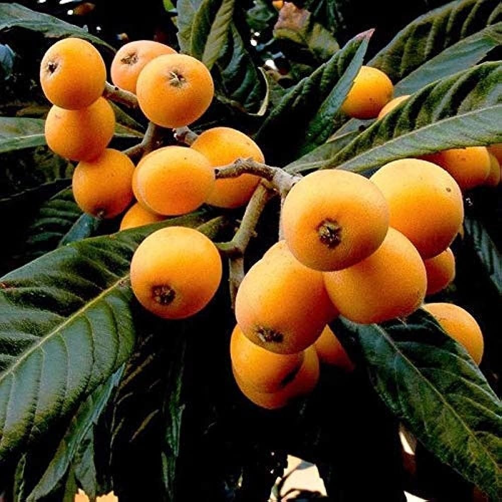 Loquat Fruit Plant (Hybrid & Grafting) Pack Of-1