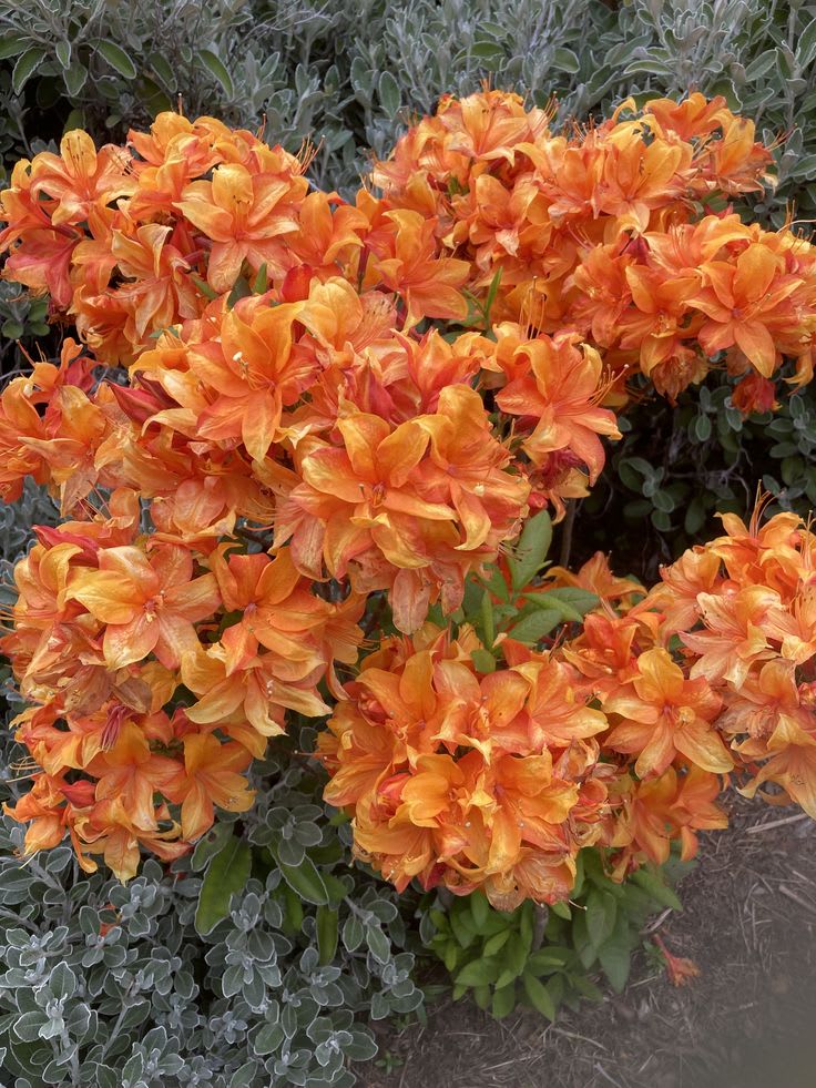 Hybrid Azalea Orange Flower Plant (Pack Of-1 )