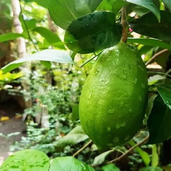 Hybrid Gandharaj Lemon Fruit Plant (Pack Of-1 )