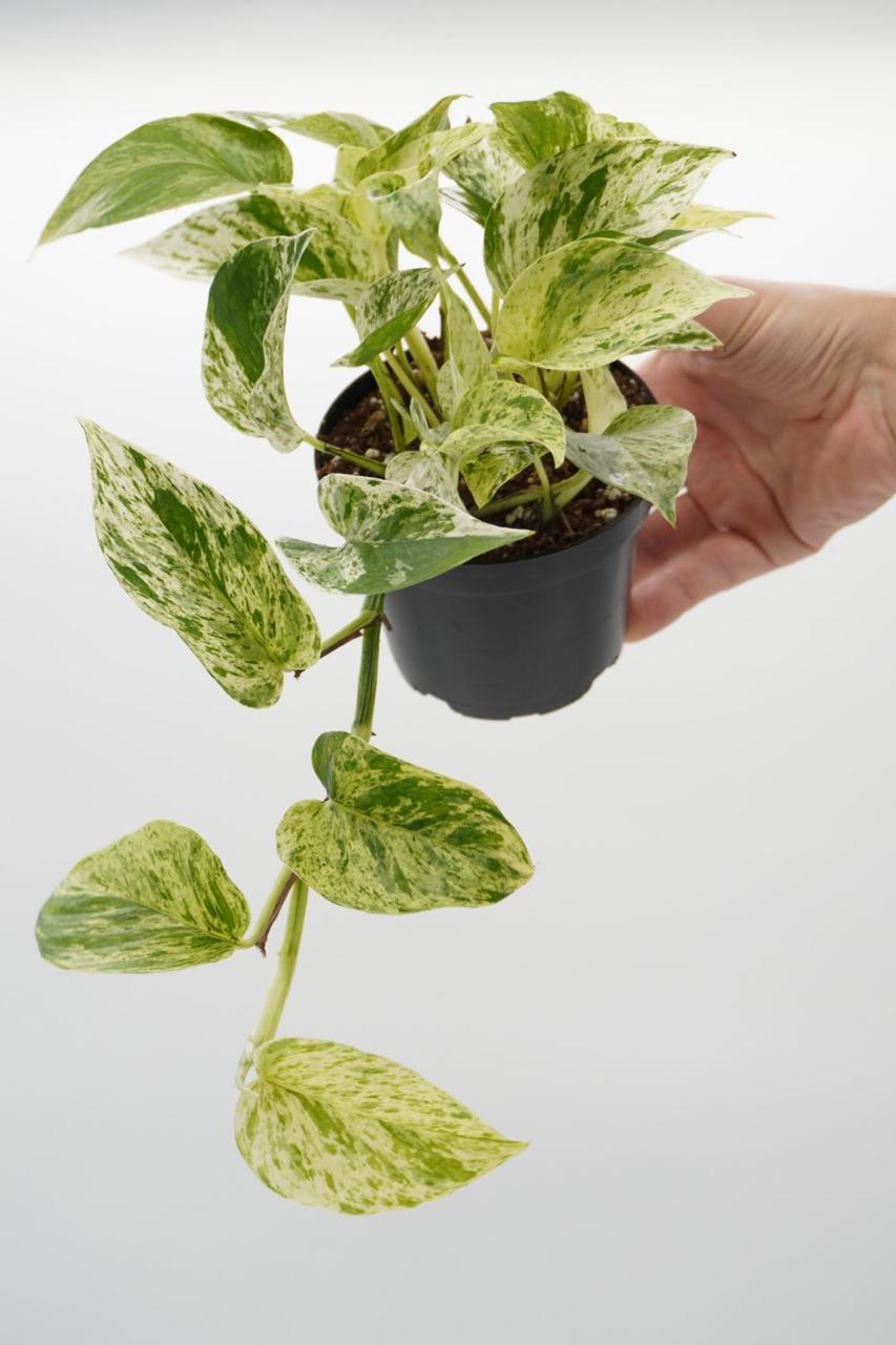Hybrid Marble Queen Money Plant ( Pack Of-1 )
