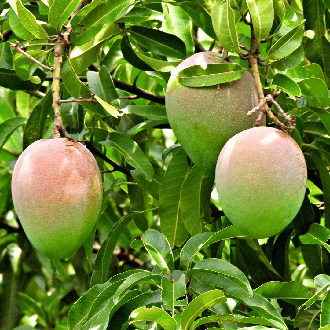 Hybrid Suvarna Rekha Mango Grafting Plant (Pack Of 1)