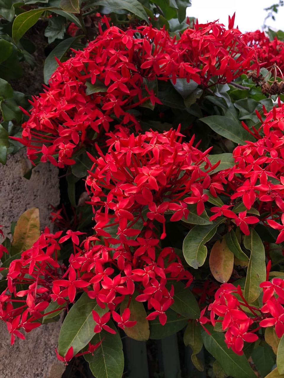 Hybrid Red Ixora Flower Plant (Pack Of-1)