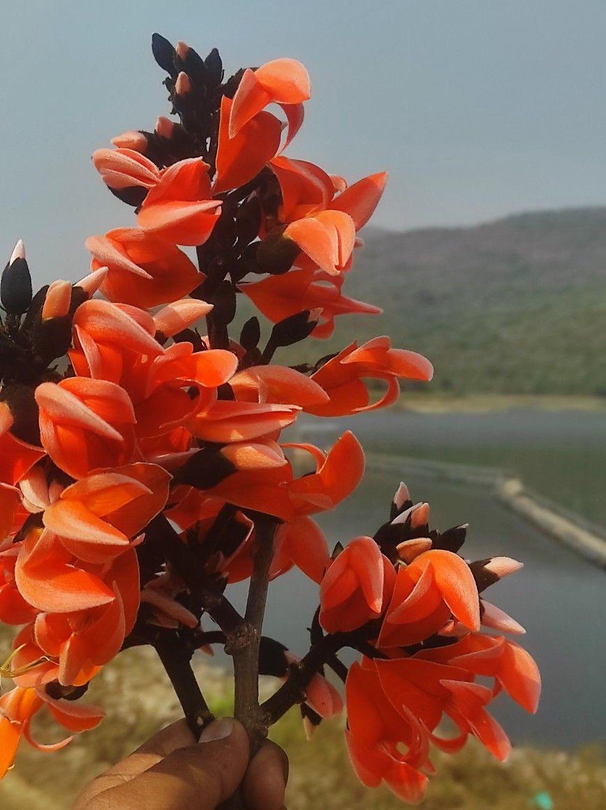 Hybrid Palash Flower Plant (Pack Of-1 )
