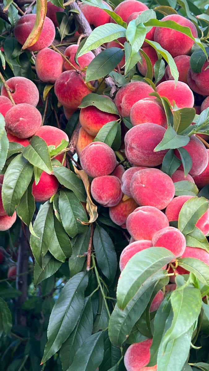 Peach Fruit Plant | Hybrid and Grafting Plant (Pack of 1)