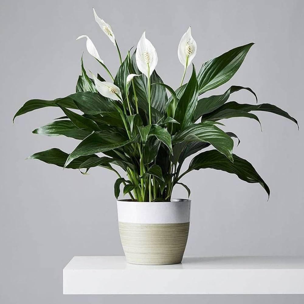 Peace Lily Plant (Pack Of-1)