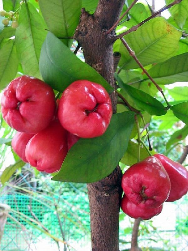 Red Water Apple Plant (Pack Of 1)