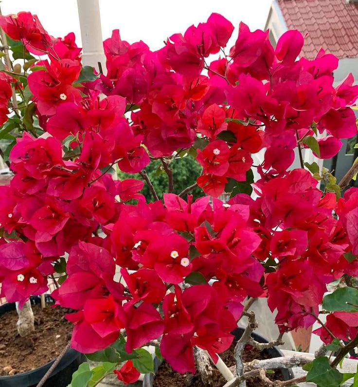 Red Wonder Bougainvillea Plant (Pack Of 1)